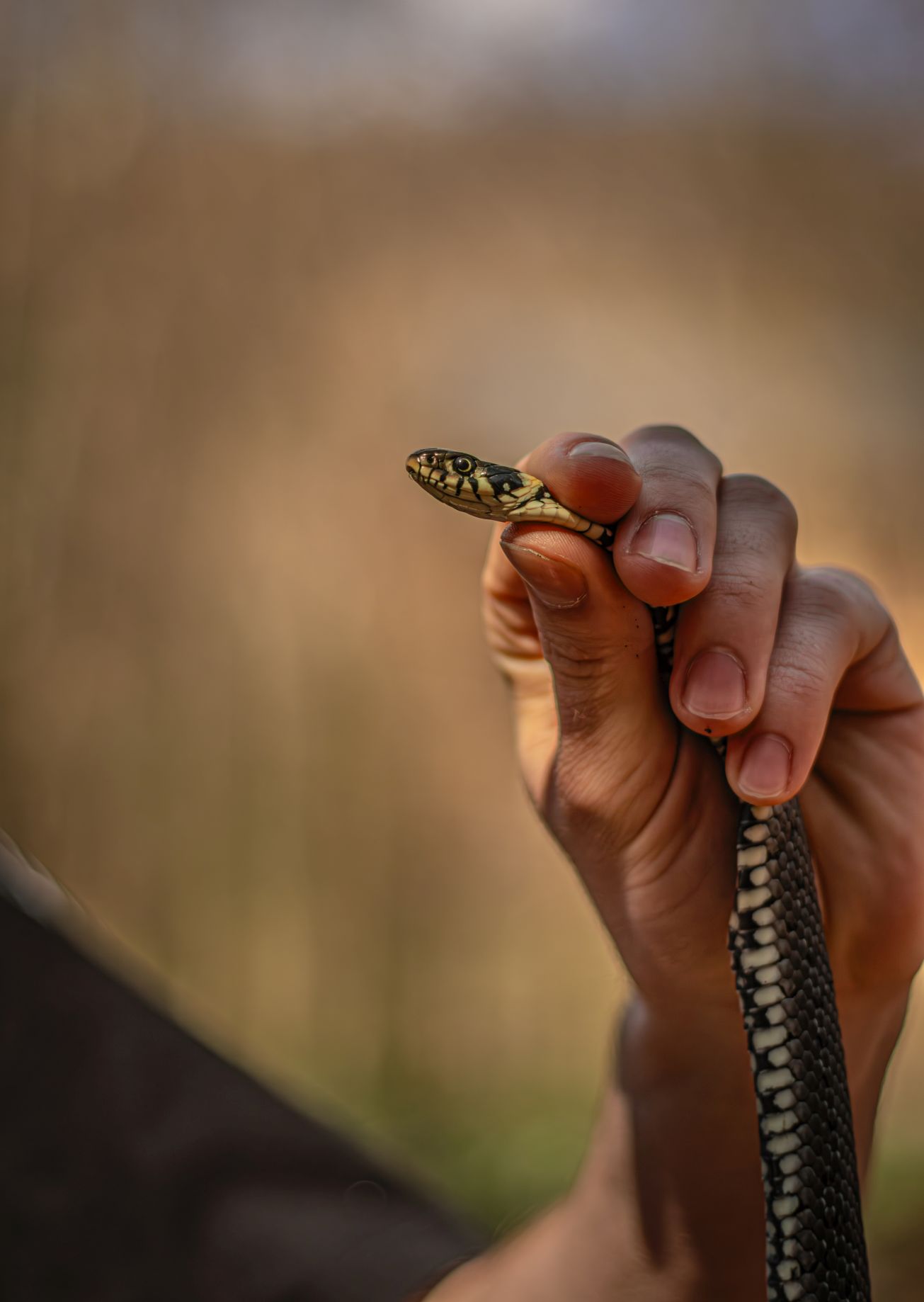 5U1A3164-Poprawione-Szum