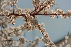 5U1A3106-Poprawione-Szum