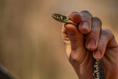 5U1A3164-Poprawione-Szum