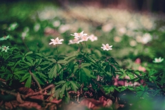 5U1A3177-Poprawione-Szum