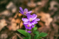 5U1A3178-Poprawione-Szum